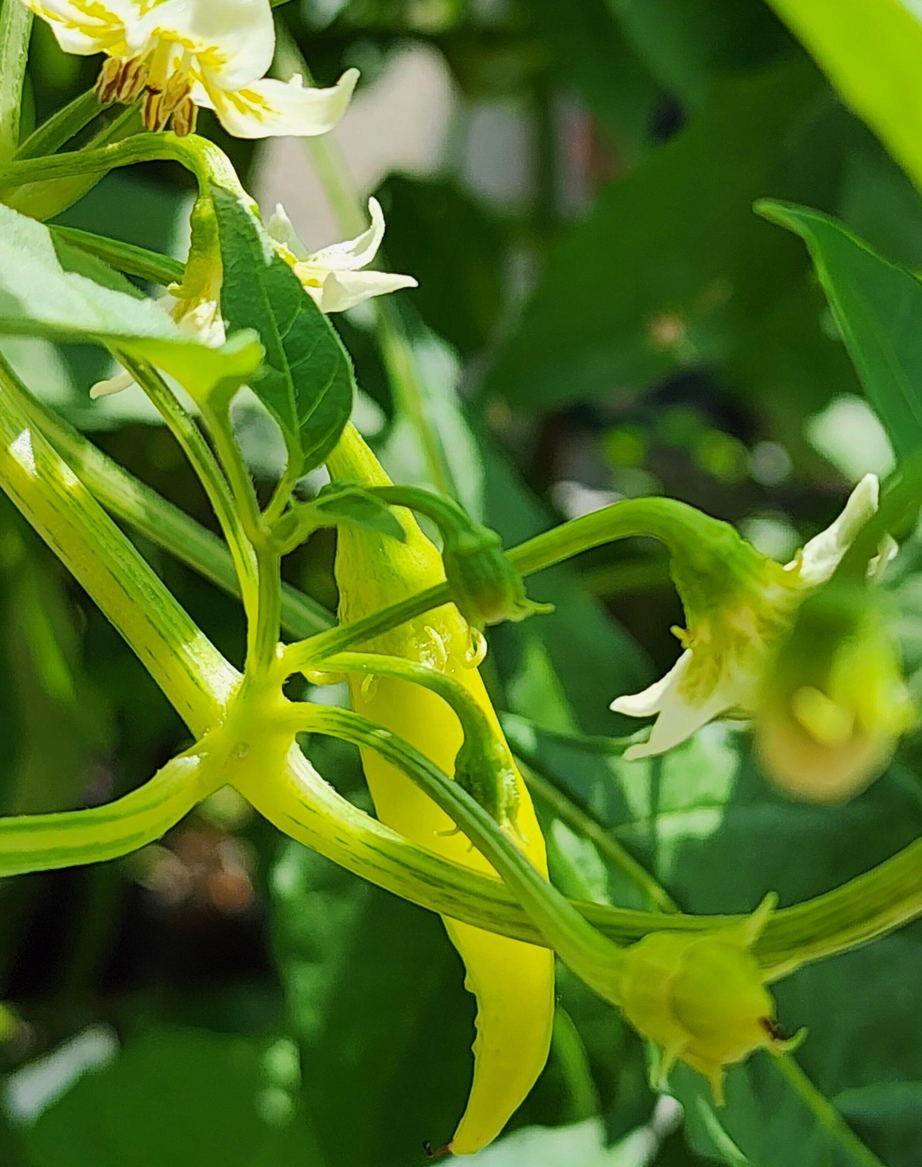 Erste Chilis reif! Die BioBitcoin-Oase in Margareten blüht weiter auf